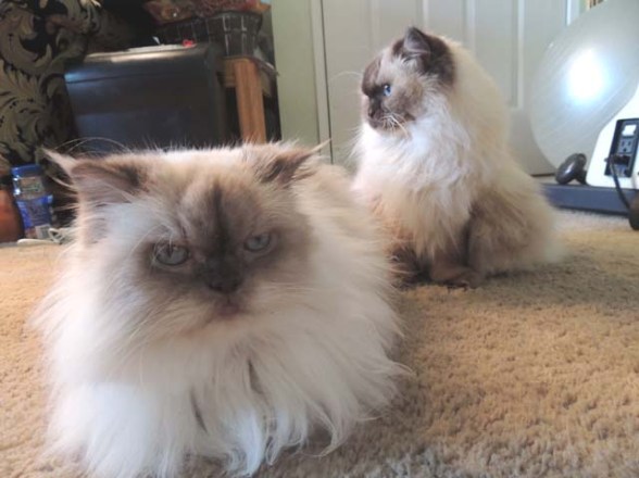 background_foreground_shot