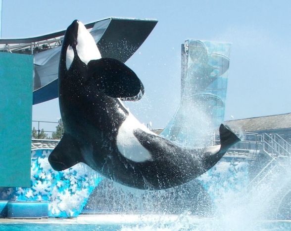 photo courtesy of Wikimedia Commons; User:Zaui