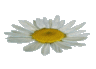 daisy4