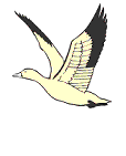goose_flies