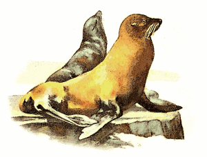 California_sea_lion