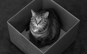 Cat_in_the_box